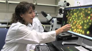 Cellular Stress RNA Metabolism and Aging  Myriam Gorospe NIH Scientist [upl. by Eigna]