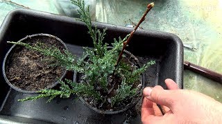 HOW TO GROW PLANTS FROM CUTTINGS  CYPRESS TREE PROPAGATION [upl. by Collimore]