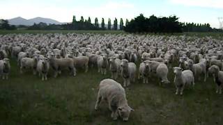 SHEEP PROTEST FREAKING HILARIOUS Original Upload 1 [upl. by Alimak973]