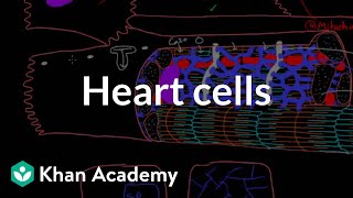 Heart cells up close  Circulatory system physiology  NCLEXRN  Khan Academy [upl. by Saraiya745]