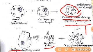 Apoptosis  Programed cell Death in hindi [upl. by Cowles314]