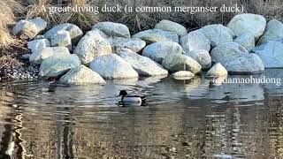 A great diving duck a common merganser duck [upl. by Wong]