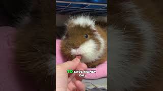 Guinea Pig Bedding Hacks Save Big [upl. by Ney500]