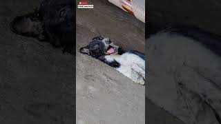 Crying In Pain 😭  Pray For This Dog 😓  minivlog [upl. by Manwell]