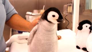 A monthold 2pound emperor penguin gets feeding [upl. by Ellehcyar105]