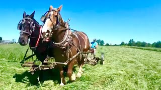 GOING FOR A RIDE WITH LADY amp BREE  Riding Draft Horses 525 [upl. by Akerue]