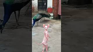 funny khilona khilonawala cartoon cat [upl. by Ecyob]