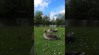 Waterfowl  Greylag geese resting by a river  shorts [upl. by Mckinney362]