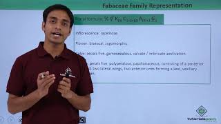 Class 11th – Floral Formula – Fabaceae Family Representation  Tutorials Point [upl. by Enyamrahc]