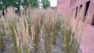 Calamagrostis × acutiflora Karl Foerster [upl. by Eylsel293]