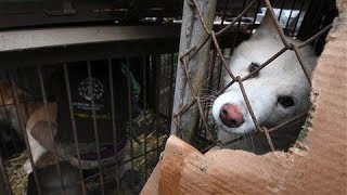 South Koreas Dog Meat Tradition Defies Growing Pressure [upl. by Wight]