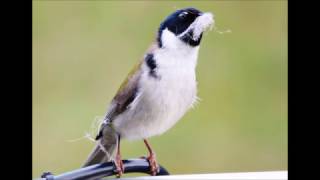 Black Headed Honeyeater call [upl. by Oidualc]