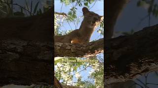 The Fossa  Mysterious Carnivore of Madagascar [upl. by Charmain463]