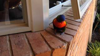 Rainbow Lorikeet talking sooky [upl. by Elletsirhc]