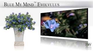 Proven Winners® Retailer Channel Blue My Mind™ Evolvulus [upl. by Osman]