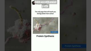 Protein synthesis Eukaryotic translation animationbiology yt biology fypシ゚viral fypyoutube [upl. by Troy]