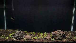 Next Planted Aquarium Projects [upl. by Ludmilla]