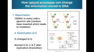 Deamination Irradiation [upl. by Skye]