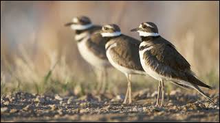 Killdeer Sounds [upl. by Nylek887]