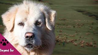 Ancient Italian Livestock Guardian DogMaremma [upl. by Thgiwed158]