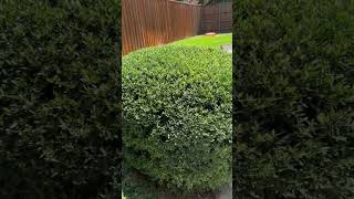 Yaupon holly care lawncareservice lawncare landscaping shrubs bushes hollies [upl. by Yeroc]