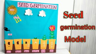 Seed Germination School Projectseed germination 3D model school projectSeed Germination Project [upl. by Ailehpo815]