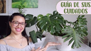 Cómo cuidar la planta Monstera Deliciosa│Candy Bu [upl. by Feirahs108]