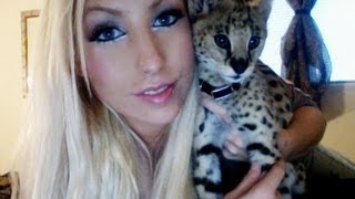 African Serval Kitten [upl. by Auqinimod]