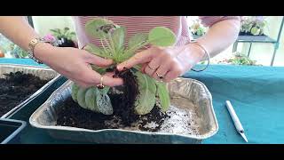 CUTTING BACK A LONG STEM ON AN AFRICAN VIOLET  How to Cut Back an African Violet with a Long Stem [upl. by Diandre]