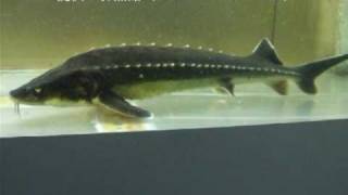 「ロシアチョウザメ（Russian sturgeon）」学名：Acipenser gueldenstaedtii [upl. by Merry]