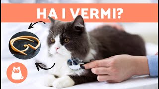 VERMI nei GATTI 🐱🐛  Sintomi contagio e trattamento naturale [upl. by Amian]