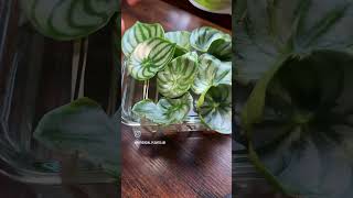 Watermelon peperomia leaf propagation 🌿propagation water waterpropagation plants plantlover [upl. by Haya]