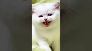 cat meowing 😻 catopiacorner [upl. by Kimberli]