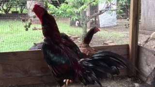 Jim gamefowl Asil rooster with 2 hen [upl. by Irret]