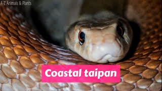 Coastal taipan Oxyuranus scutellatus [upl. by Torie]