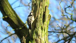 Lesser Spotted Woodpecker drumming in Lings Wood Northampton 16318 [upl. by Janel292]