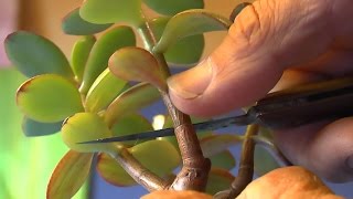 Geldbaum Bonsai schneiden und vermehren [upl. by Calida]