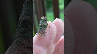 Leaf hopper 🇨🇷 Costa Rica [upl. by Atiuqrahc]