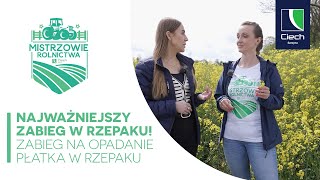 Najważniejszy zabieg w rzepaku Zabieg na opadanie płatka w rzepaku ozimym  Mistrzowie Rolnictwa 6 [upl. by Arianna]