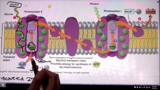 Photosystem 2 and Photosystem 1 [upl. by Hulbard]