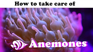 Sea Anemones A How to Guide for Selection Care and Feeding [upl. by Naeloj]