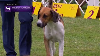 English Foxhound  Breed Judging 2021 [upl. by Robena]