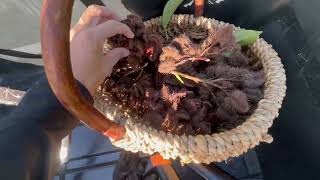 Harvesting Annatto Seeds Managing Moringa amp MORE Bananas  Syntropic Agroforestry [upl. by Ahsial351]