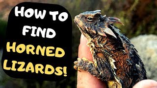 How To Find Horned Lizards [upl. by Carmelia697]