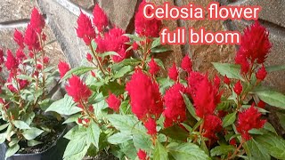 Celosia flowers in full bloomcelosia plant care in nepali language 👌👌 Rewatisgarden [upl. by Diann275]