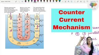 Counter Current Mechanism [upl. by Souza]