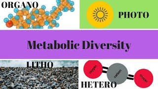 Heterotrophs Autotrophs Phototrophs and Chemotrophs [upl. by Ellon473]