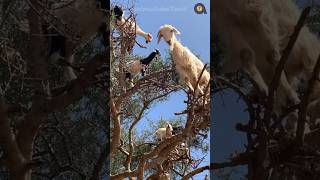 ஏன் இந்த ஆடுகள் இப்படி நிற்கின்றன  Why these Goats stand on the tree  Animaltube Tamil [upl. by Coretta]