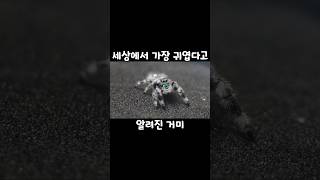 진짜임세상에서 가장 귀여운 거미 깡충거미 [upl. by Oterol]