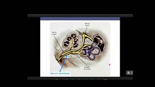 Neurocirugía  Tumores de la Fosa Posterior 11 [upl. by Shatzer]